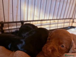 Cockapoo dogs Beautiful loving cockapoo puppies for sale - Advert 2