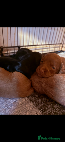 Cockapoo dogs Beautiful loving cockapoo puppies for sale - Advert 1