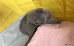British Shorthair cats for sale: British Shorthair kittens  - Image 22