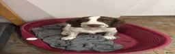 English Springer Spaniel dogs for sale: KC Working ESS puppies Ready to be rehomed now - Advert 8