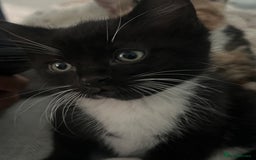 Mixed Breed cats for sale: 2 adorable boys READY TO GO - Image 13