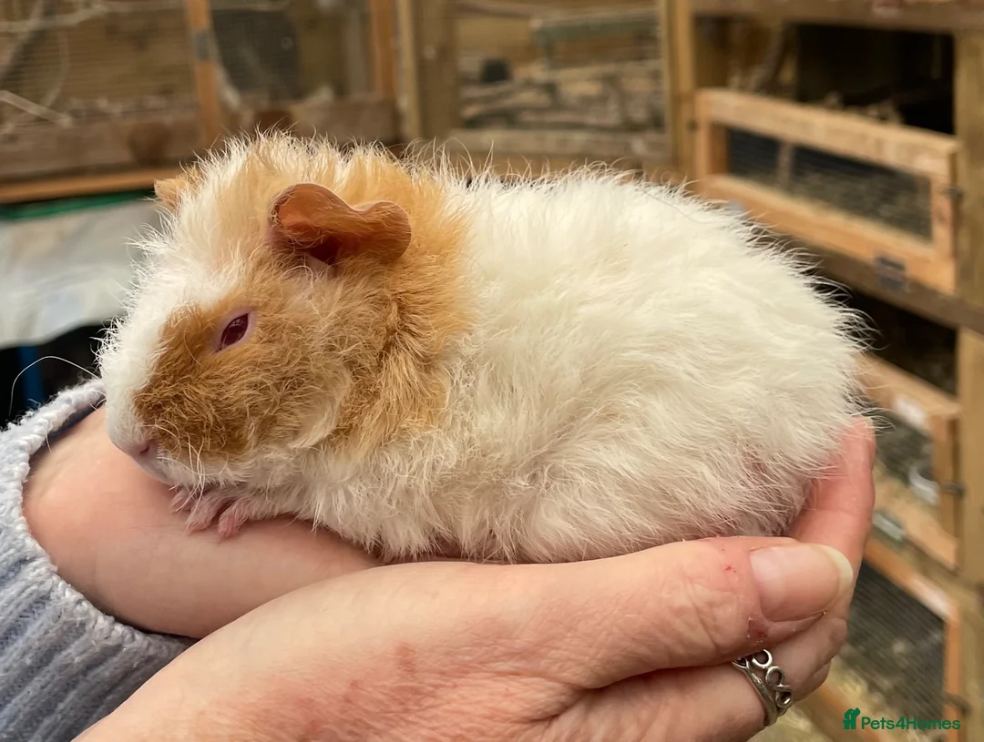 Guinea Pig rodents for sale: Bonded Teddy Babies - Advert 2