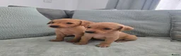 Labrador Retriever dogs for sale: Fox red labrador puppies  in Sunderland - Advert 21