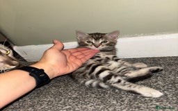 Bengal cats for sale: Half Bengal Kittens - Image 22