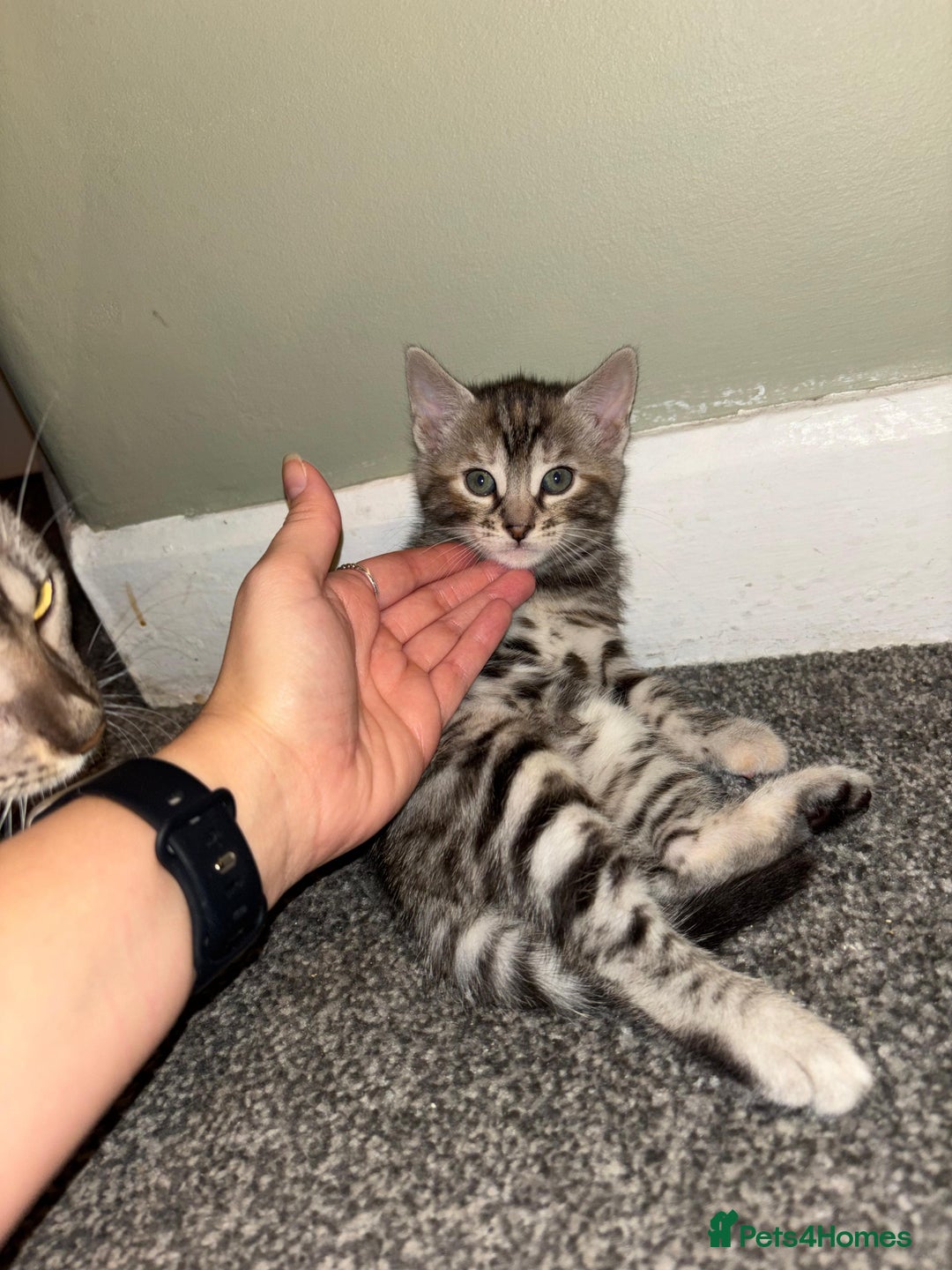 Bengal cats for sale: Half Bengal Kittens - Image 22