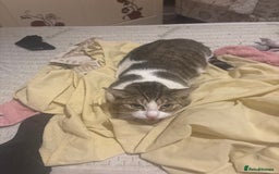 Mixed Breed birds for sale: Cat for sale - Image 1