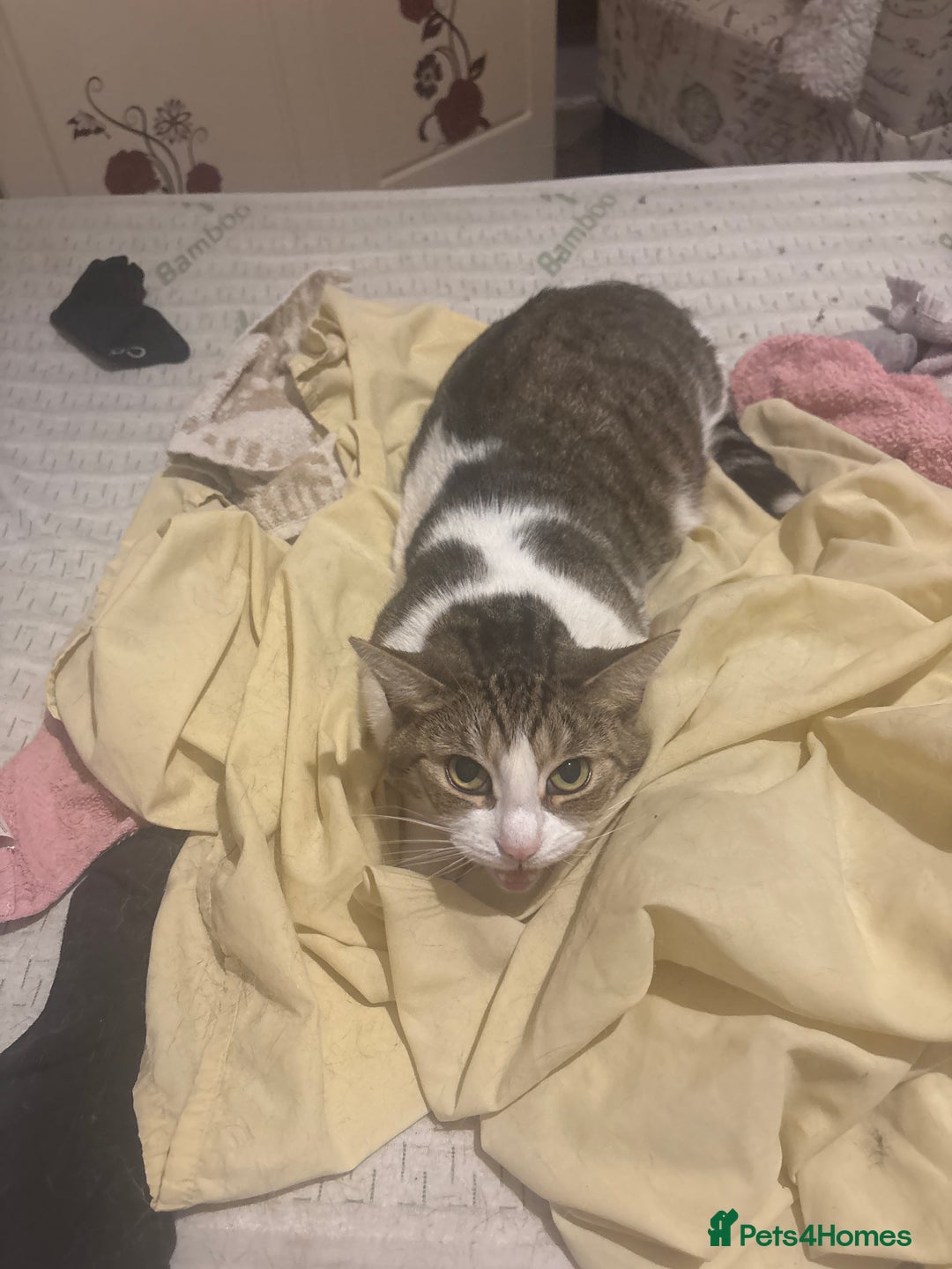 Mixed Breed birds for sale: Cat for sale - Image 1