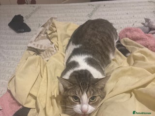 Mixed Breed birds - Advert 1