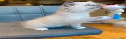 Ragdoll cats for sale: Pure Ragdoll kittens Registered and DNA tested  - Advert 29