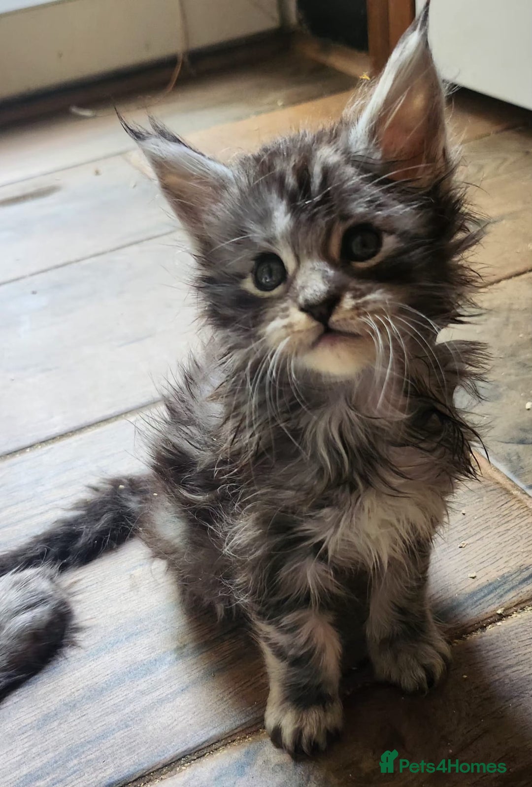 Maine Coon cats for sale: Maine coon purebred pedigre xl active in Barnsley - Image 11