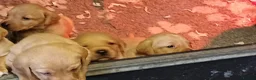 Labrador Retriever dogs for sale: YELLOW VARIATIONS LABRADOR PUPPIES FOR SALE  - Advert 3