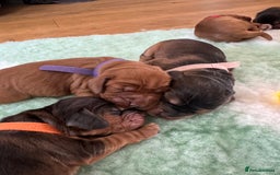 Cocker Spaniel dogs for sale: Beautiful show and working cockers - Image 10