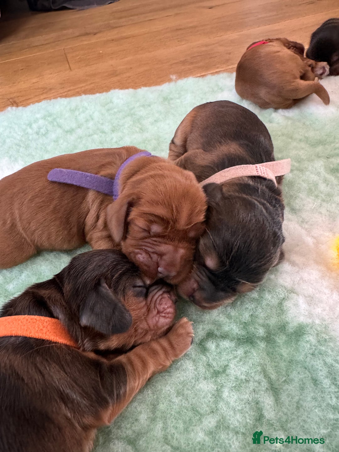 Cocker Spaniel dogs for sale: Beautiful show and working cockers - Image 10