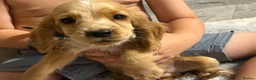 Cocker Spaniel dogs for sale: Show cocker spaniel puppies  - Advert 7