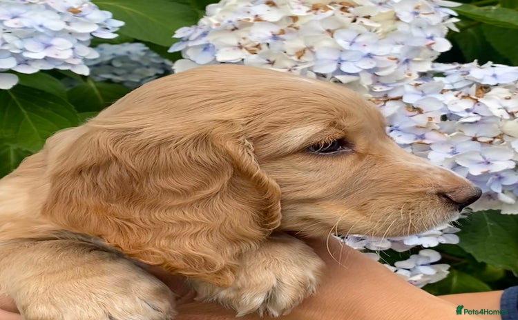 Cocker Spaniel dogs - Advert 1