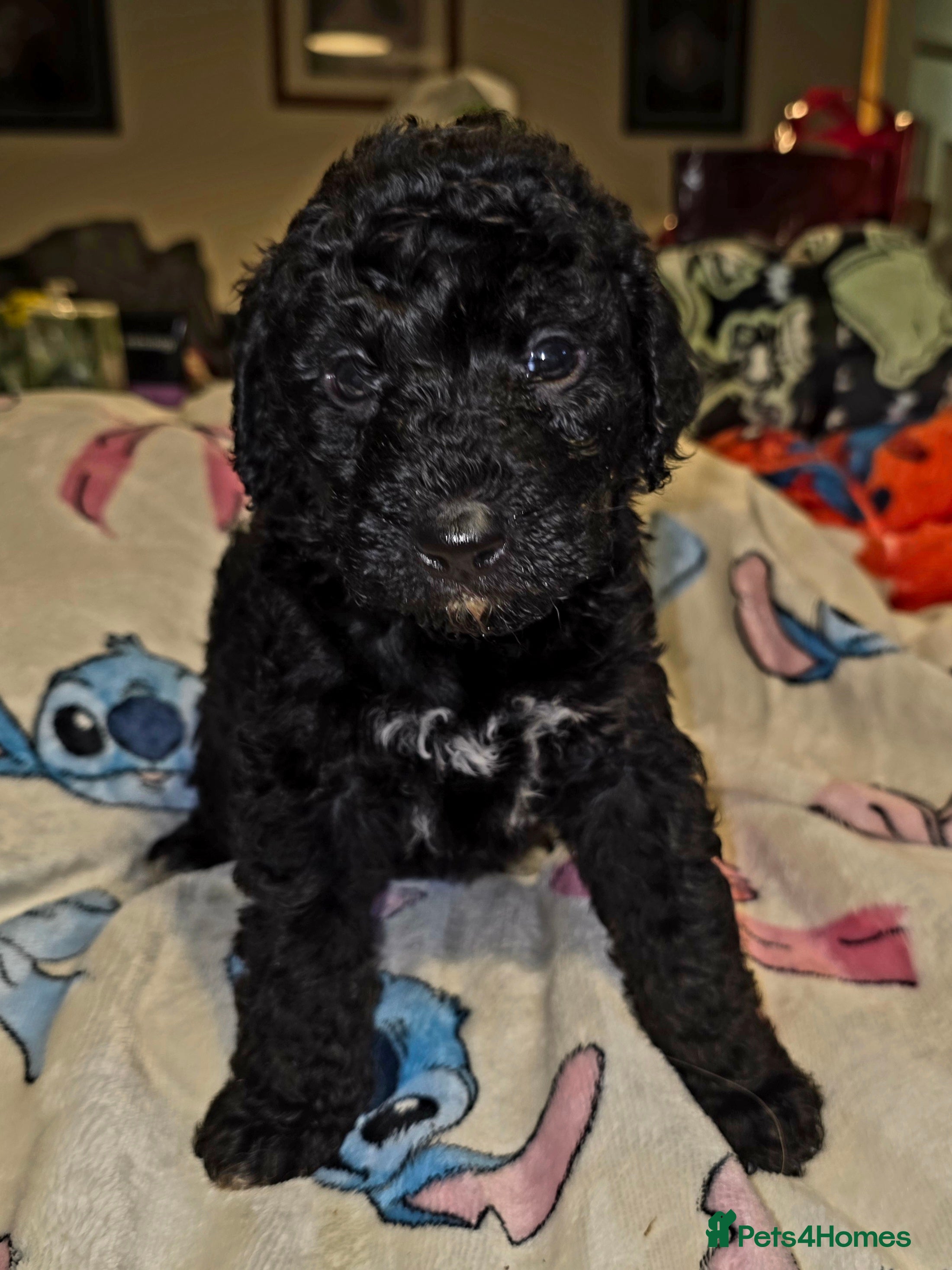 Labradoodle dogs Adorable litter of doodles - Advert 13