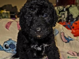 Labradoodle dogs Adorable litter of doodles - Advert 2