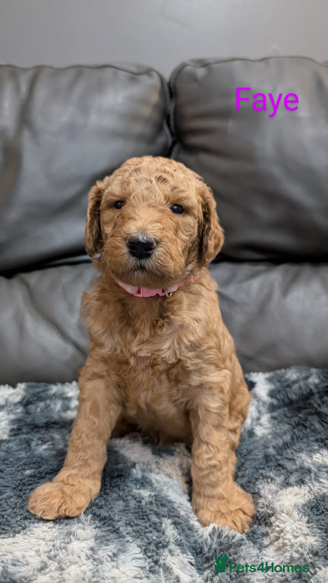 Goldendoodle dogs for sale: Gorgeous Goldendoodles  - Image 7