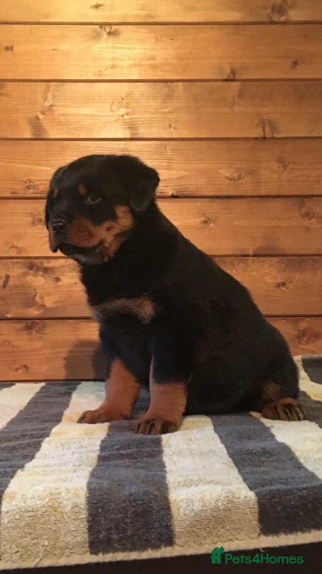 Rottweiler dogs for sale: Xx Pure GERMAN CH ROTTWEILERS xX - Advert 6