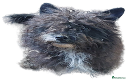 Poodle dogs for stud: Miniature poodle x norwich terrier - Image 2