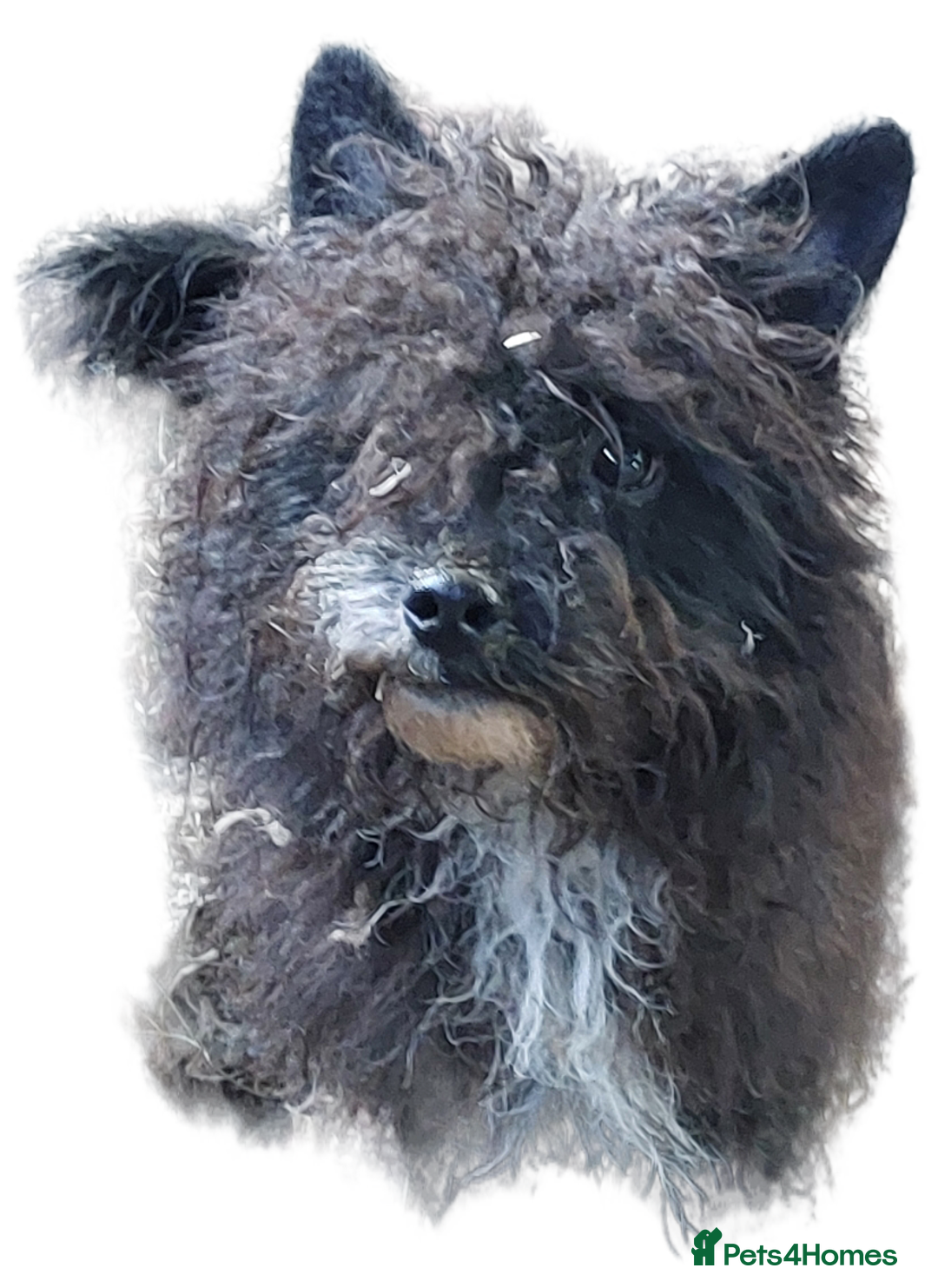 Poodle dogs for stud: Miniature poodle x norwich terrier - Image 2