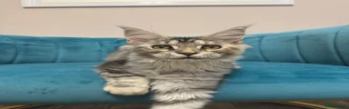 Maine Coon 3