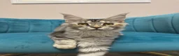 Maine Coon cats for sale: TICA Pedigree Registered Maine Coon Kittens - Advert 6