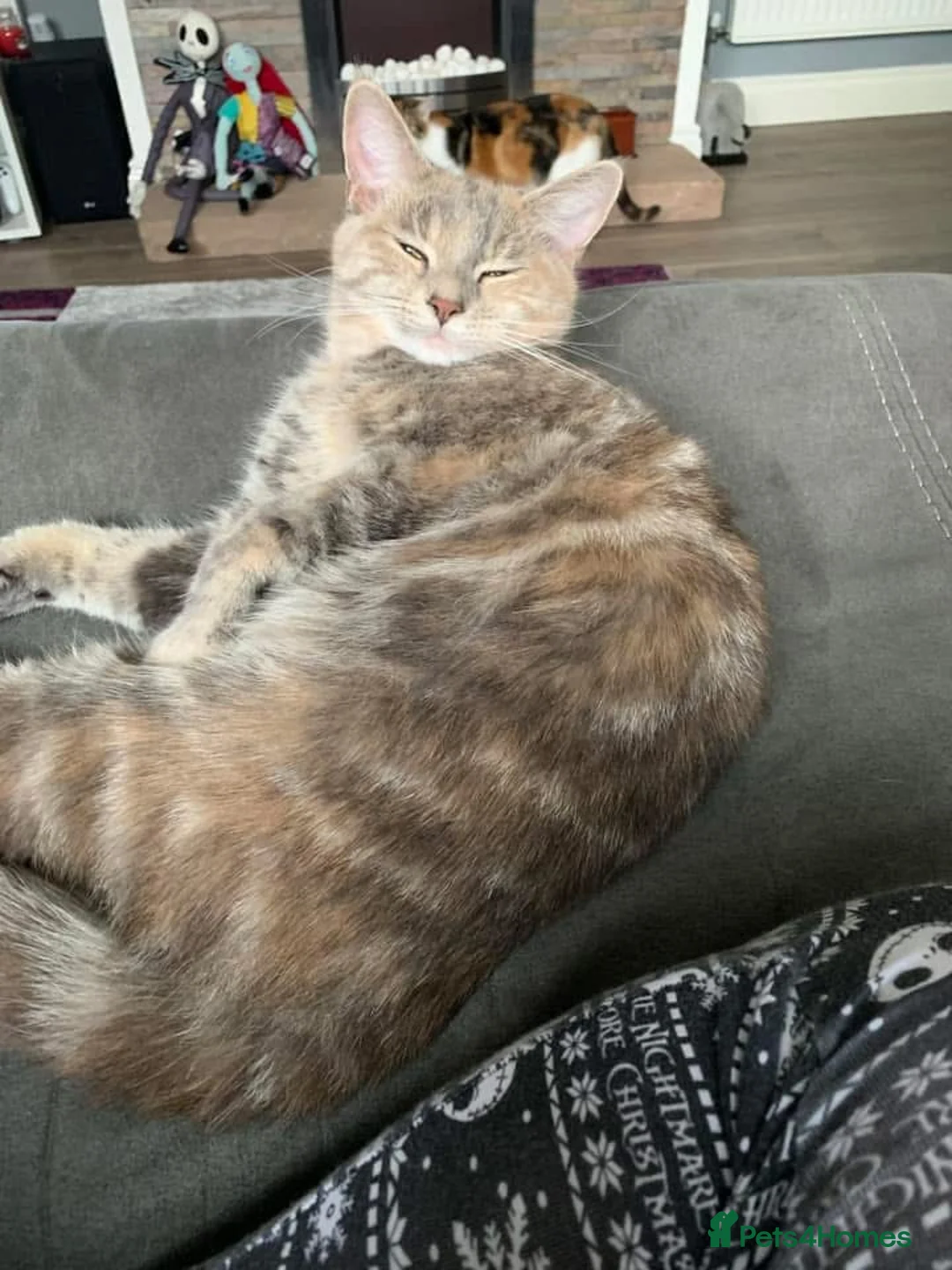 Mixed Breed cats for sale: Luna xx - Advert 1