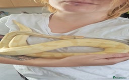 Python Snake reptiles for sale: Banana enchi ball python  - Image 3