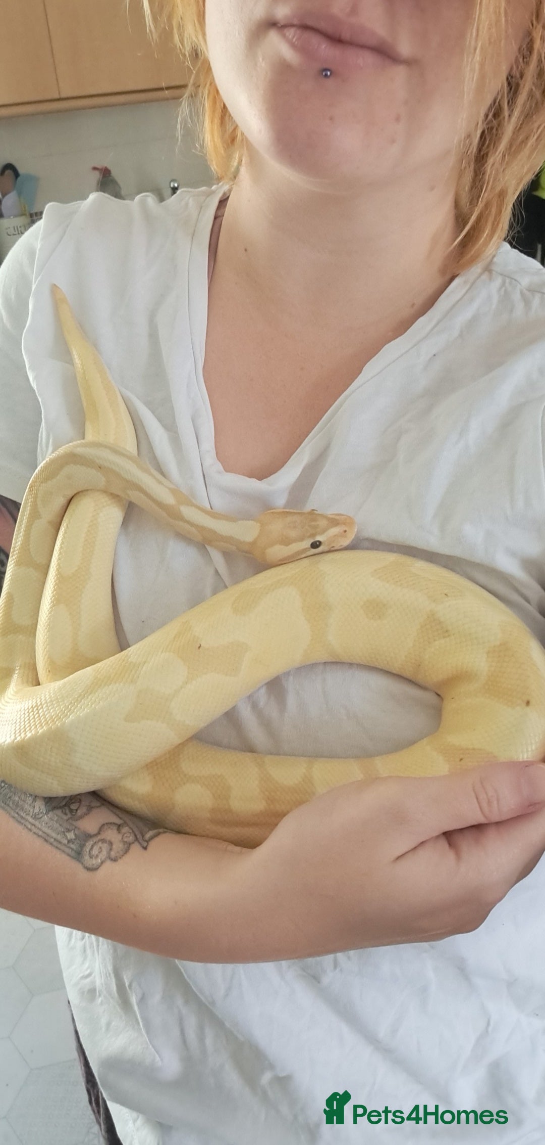 Python Snake reptiles for sale: Banana enchi ball python  - Image 3