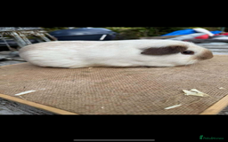 Guinea Pig rodents for sale: Swiss sows and boars  - Image 12