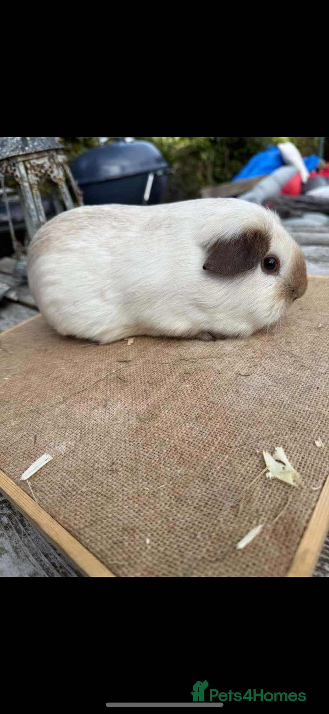 Guinea Pig rodents for sale: Swiss sows and boars  - Image 12