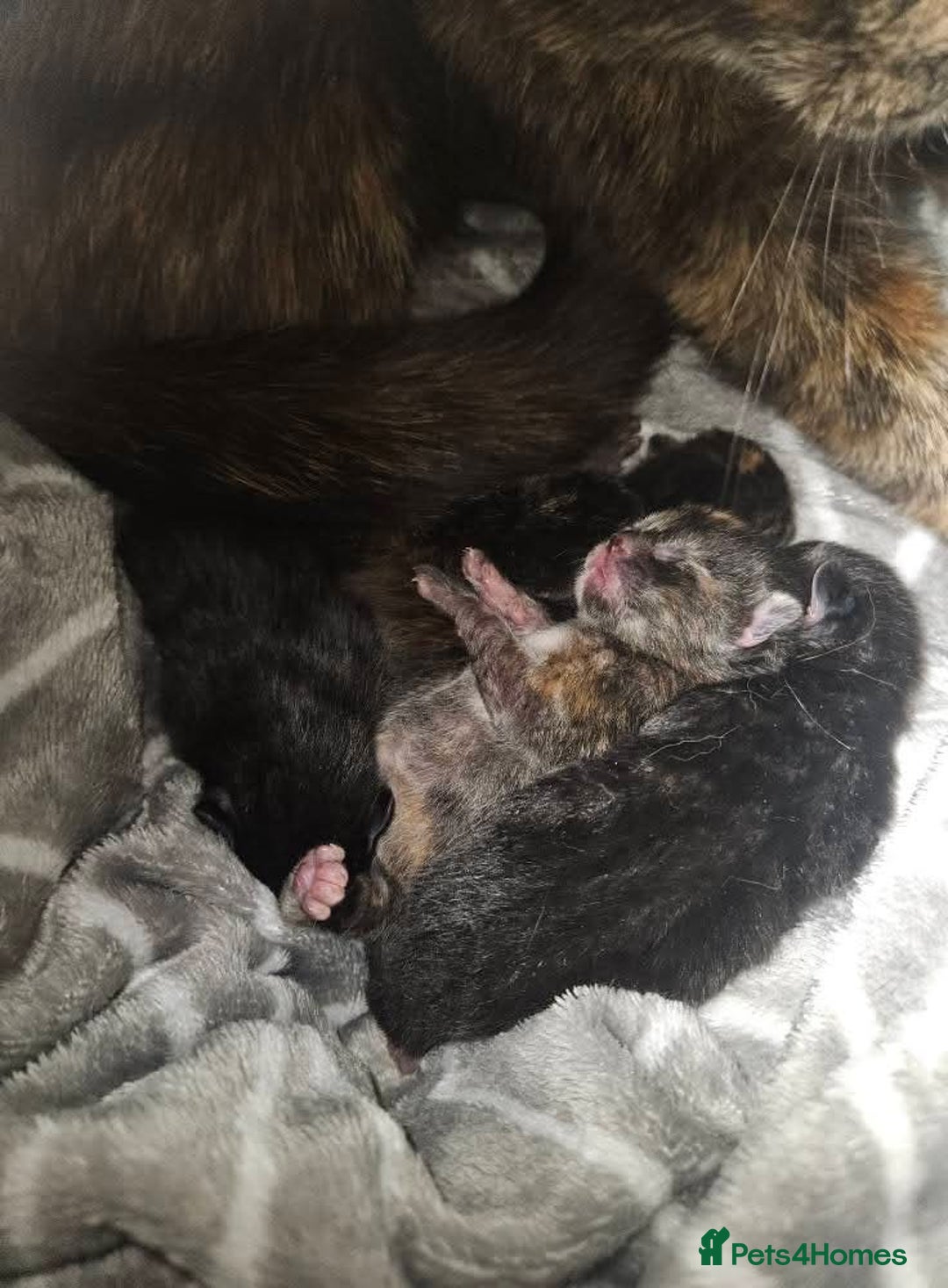 Mixed Breed cats for sale: 2 black kittens for sale - Image 3