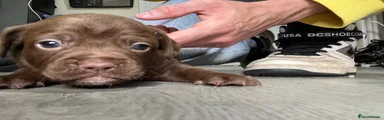 Mixed Breed 2
