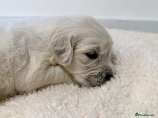 Golden Retriever dogs Last female Old English Cream Retriever puppy 🐾 - Advert 15