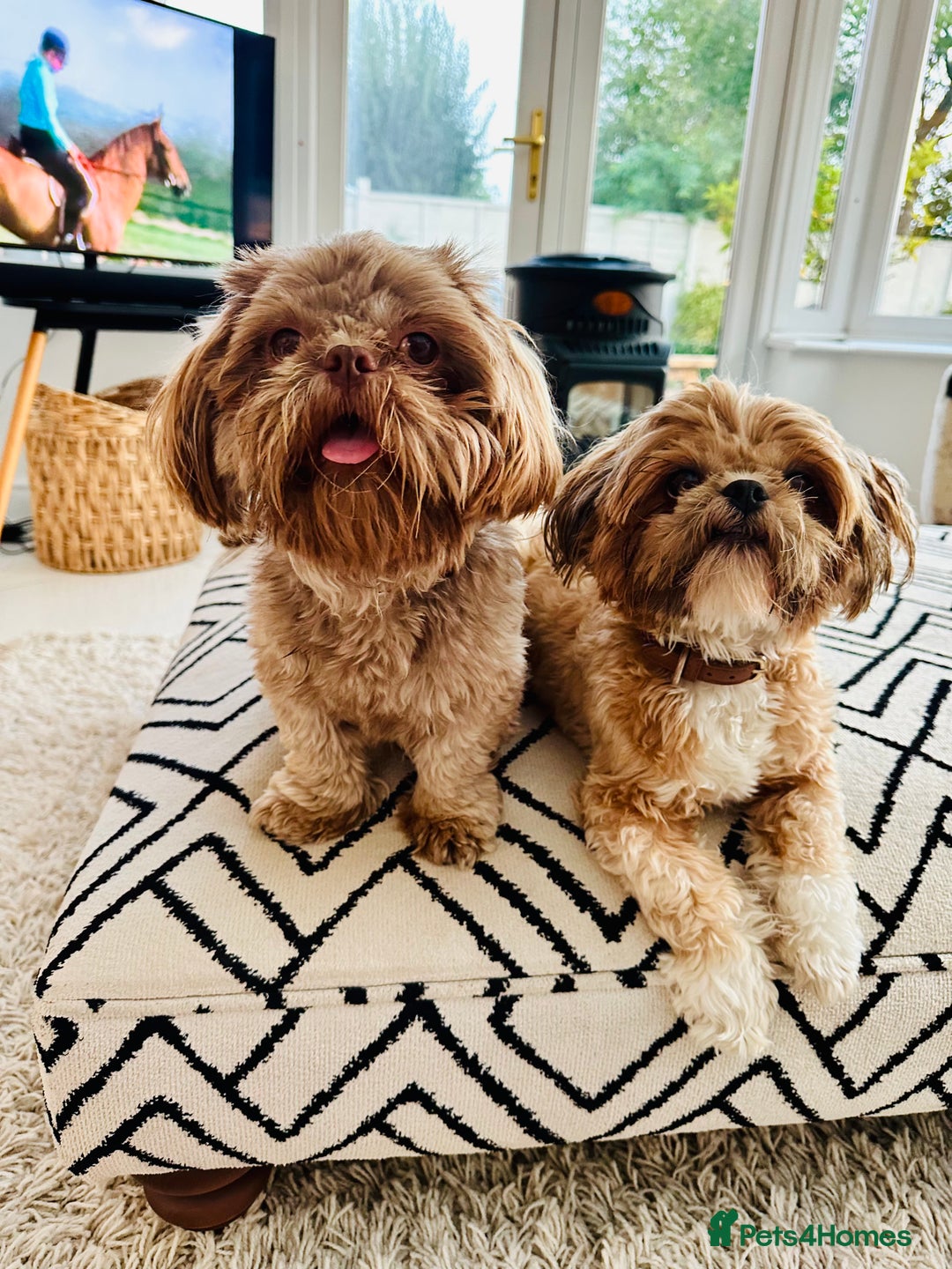 Shih Tzu dogs for stud: Chocolate Shih Tzu for Stud - Image 3