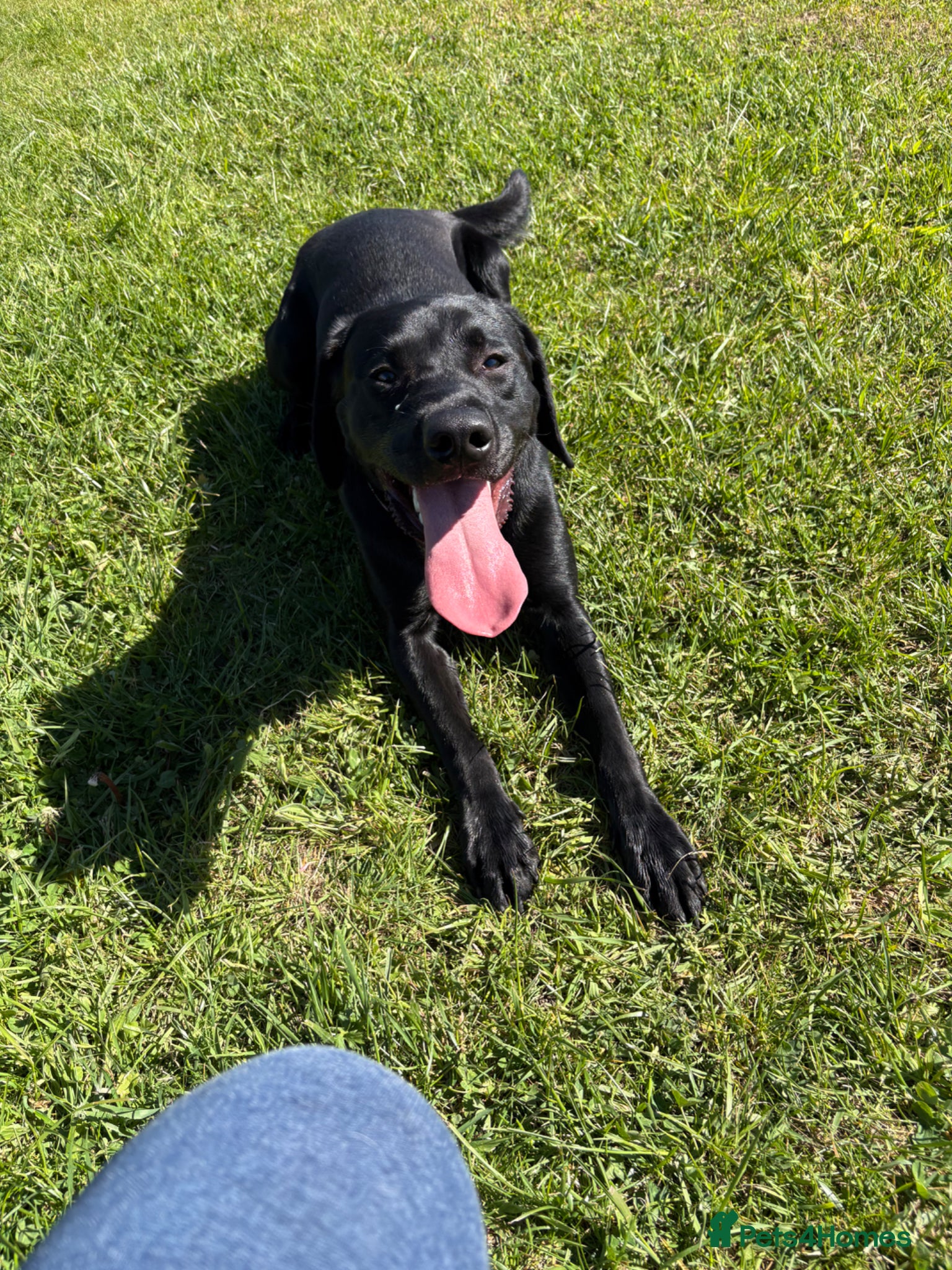 Labrador Retriever dogs Male Black Labrador  - Advert 4