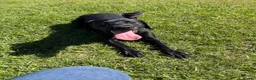 Labrador Retriever dogs for sale: Male Black Labrador  - Advert 1