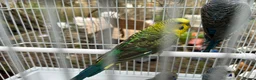 Budgerigars birds for sale: Black wing budgies, split to b/f & b/w - Advert 9