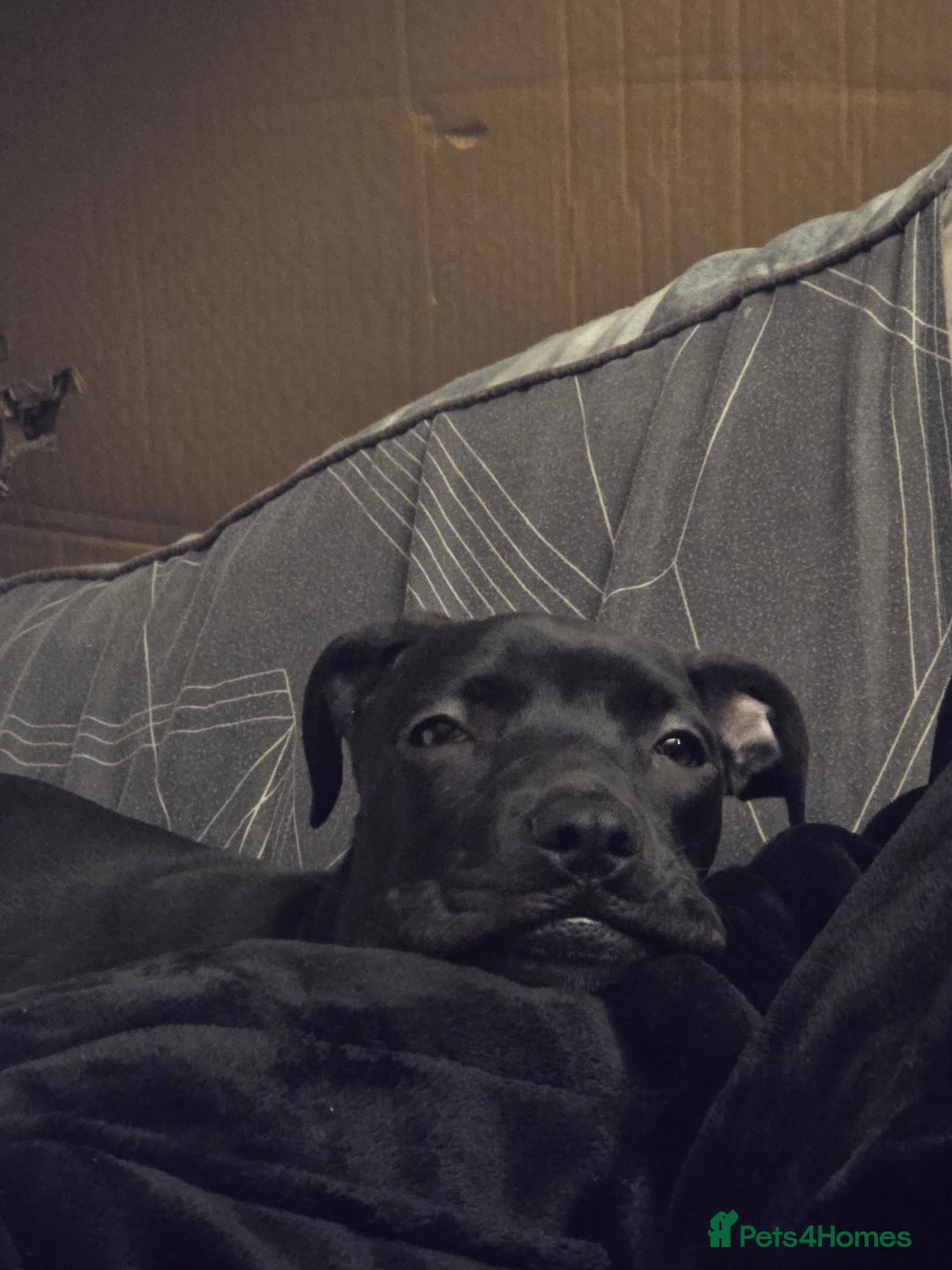 Mixed Breed dogs for sale: Cane corso cross puppy for sale - Advert 3