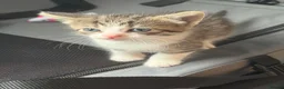 Norwegian Forest Cat cats for sale: Two female Norwegian Forest kittens  in Blyth - Advert 8