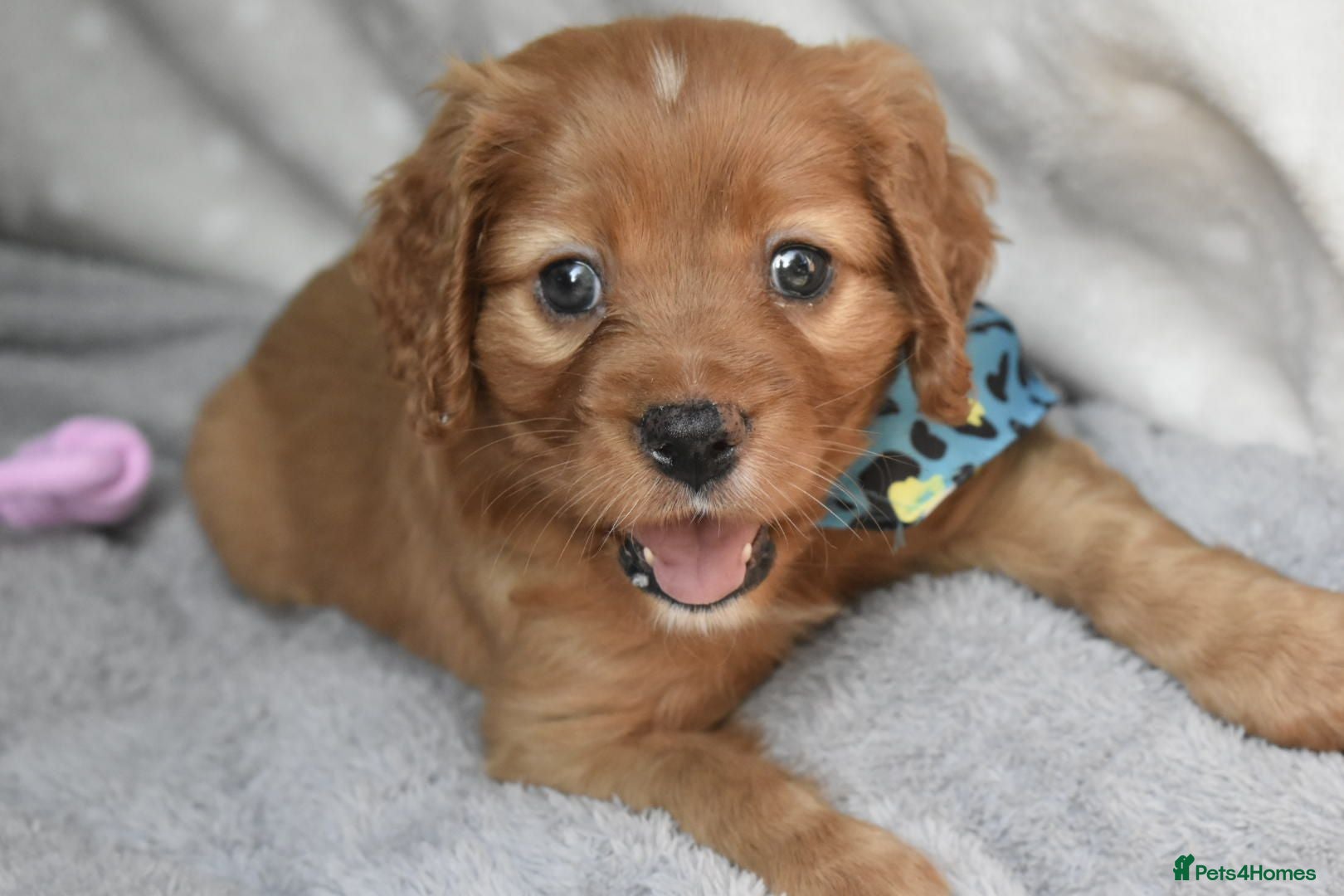 Cavalier King Charles Spaniel dogs Health Tested Parents-beautiful puppies - Advert 8