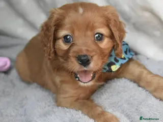 Cavalier King Charles Spaniel dogs Health Tested Parents-beautiful puppies - Advert 8
