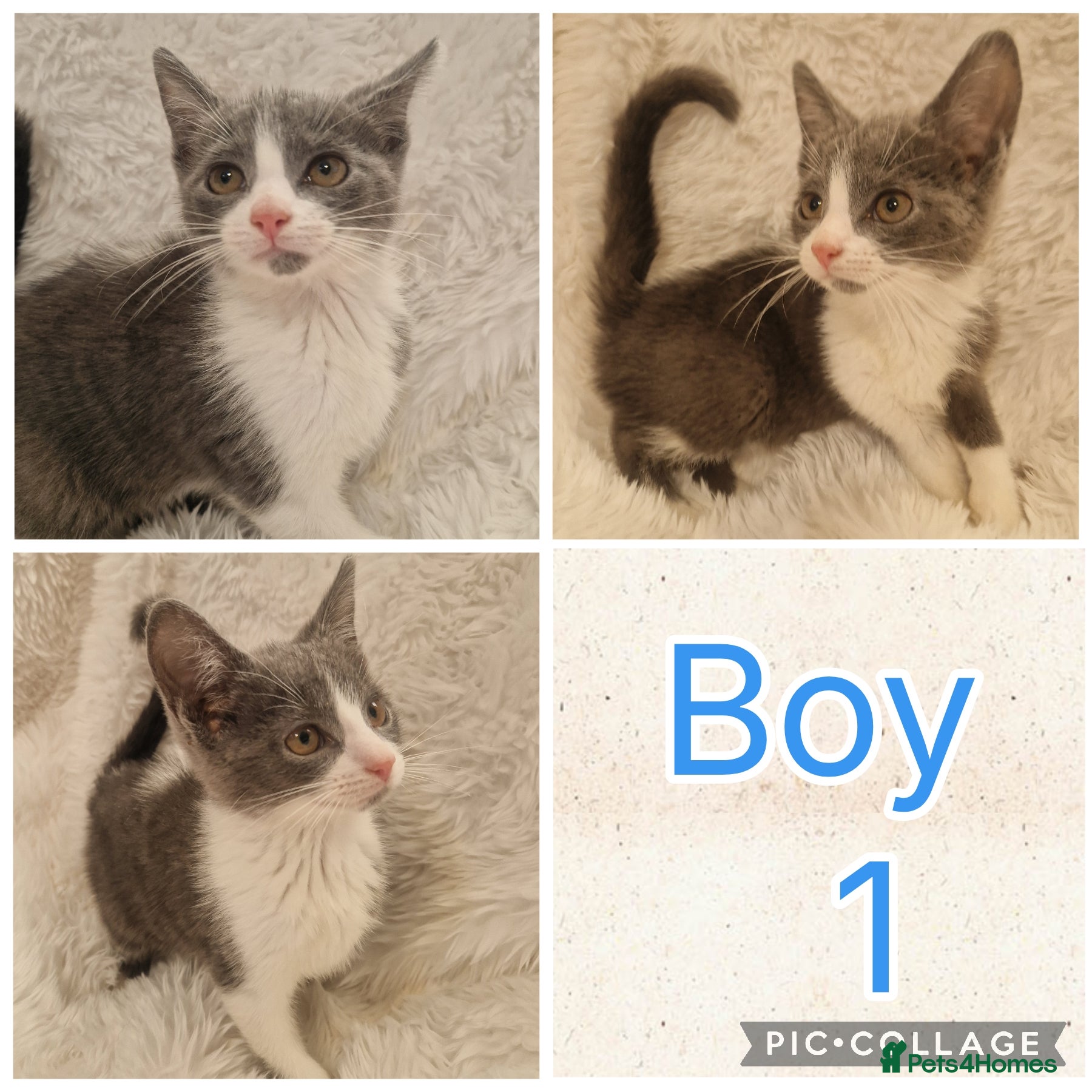 Mixed Breed cats Kittens - Advert 2