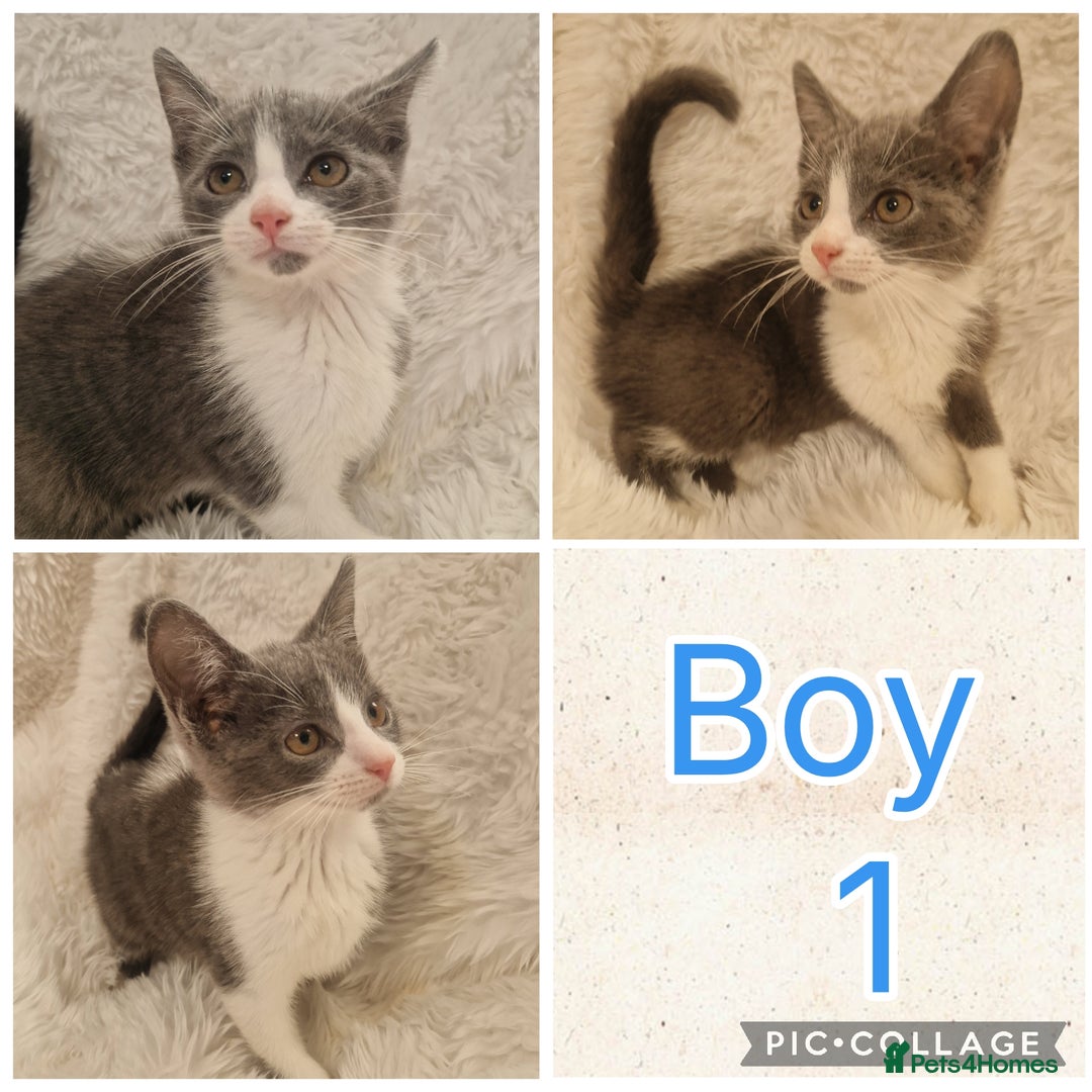 Mixed Breed cats for sale: Kittens - Advert 1