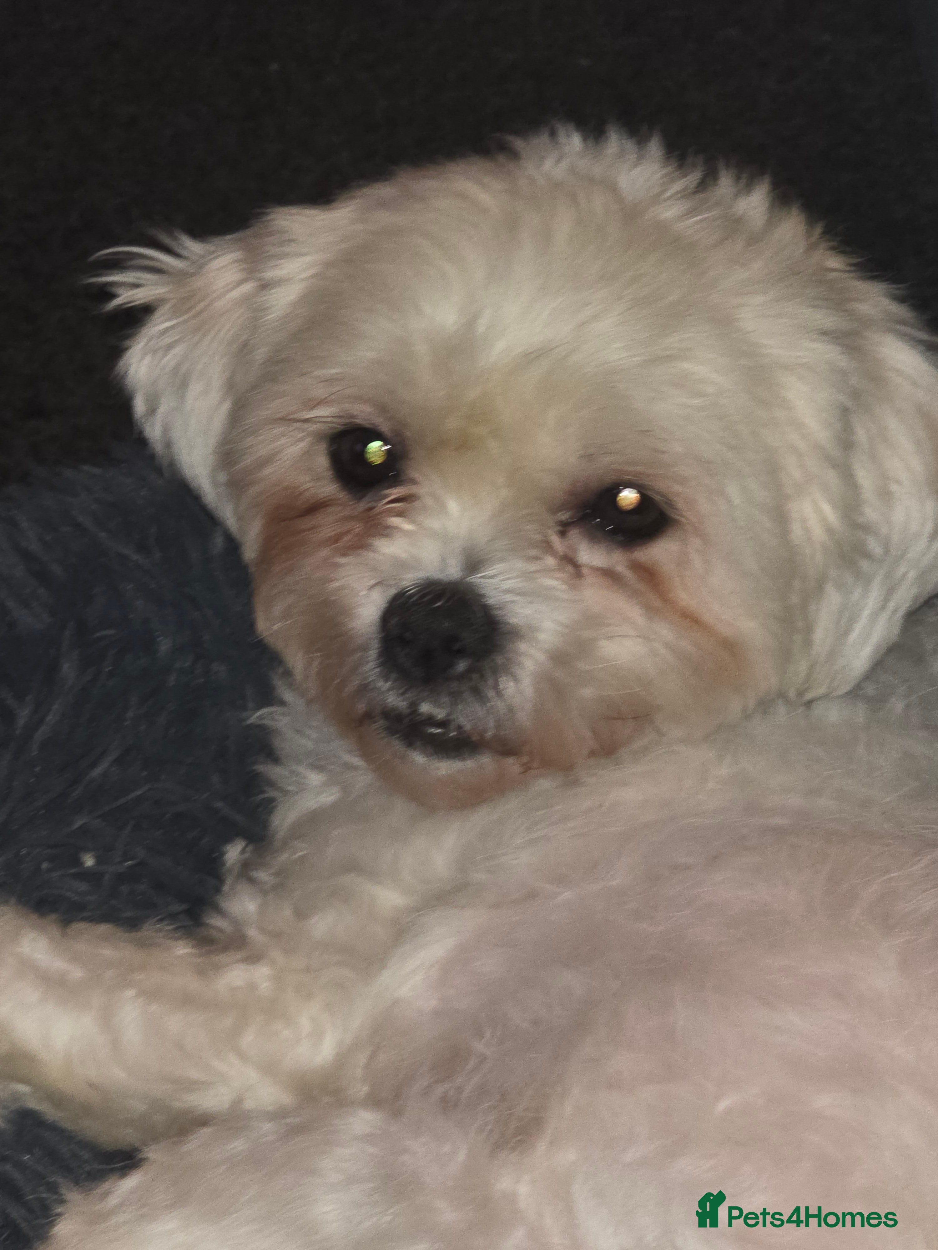 Mixed Breed dogs Dog needing a dog only home - Advert 2