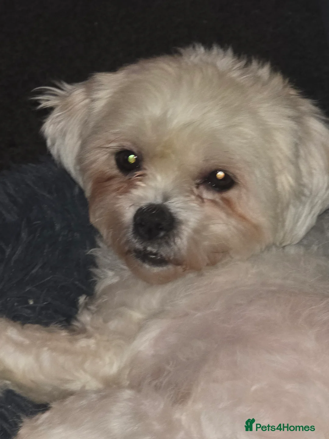 Mixed Breed dogs for sale: Dog needing a dog only home in Cannock - Advert 1