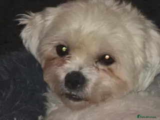 Mixed Breed dogs Dog needing a dog only home - Advert 2