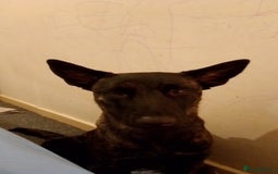 Mixed Breed dogs for sale: Dutch Shepherd  - Image 2