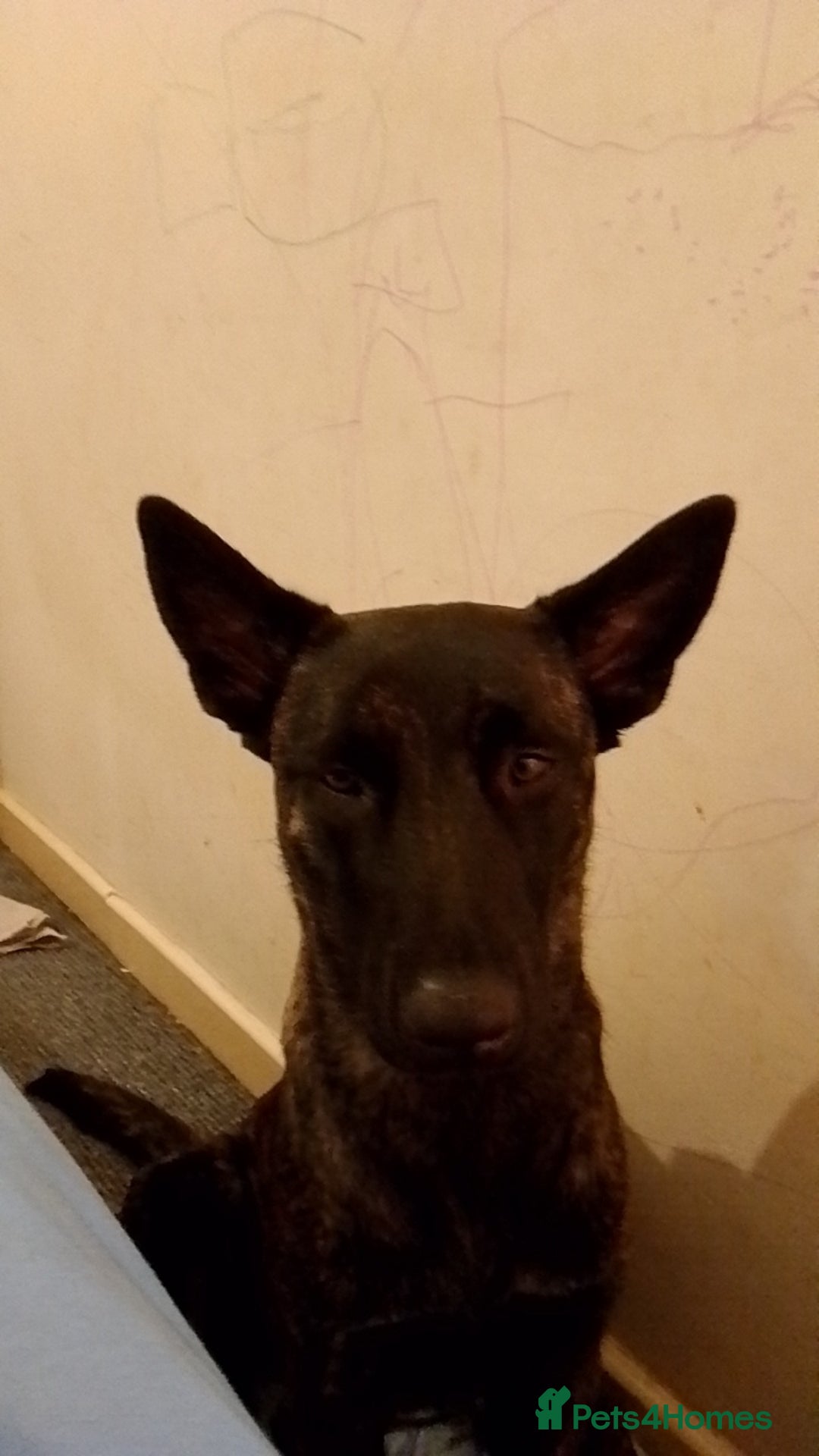 Mixed Breed dogs for sale: Dutch Shepherd  - Image 2